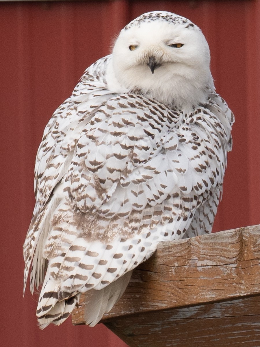 Snowy Owl - Lynn Chapman