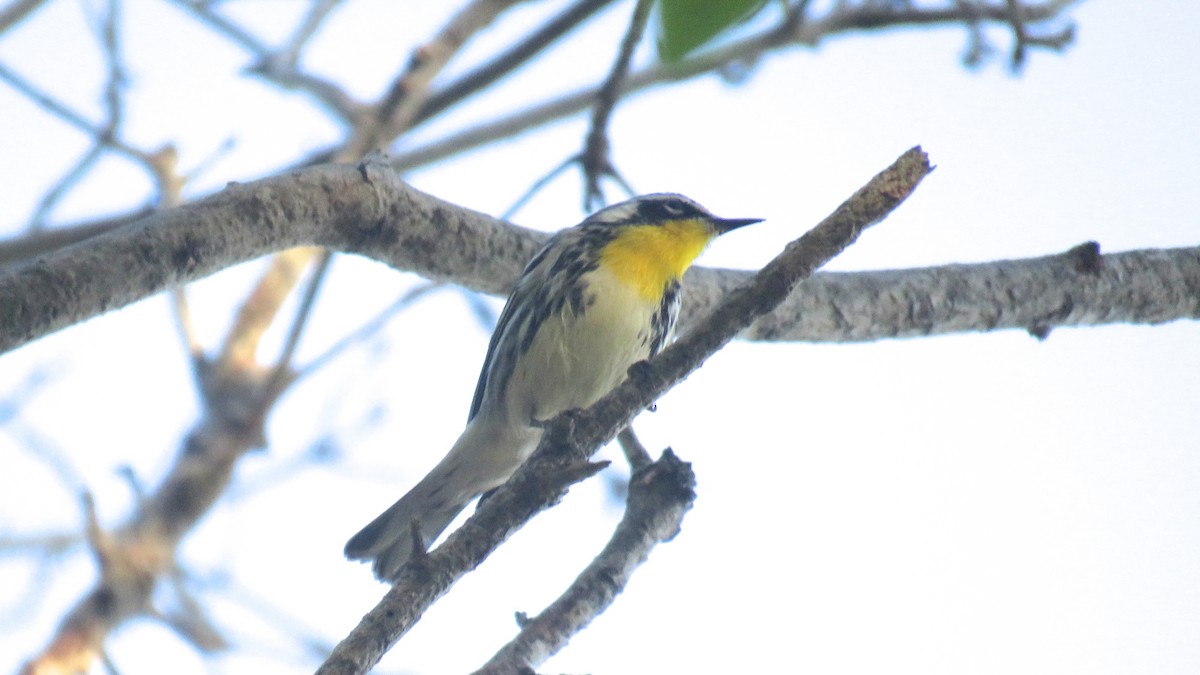 Yellow-throated Warbler - Dan J. MacNeal