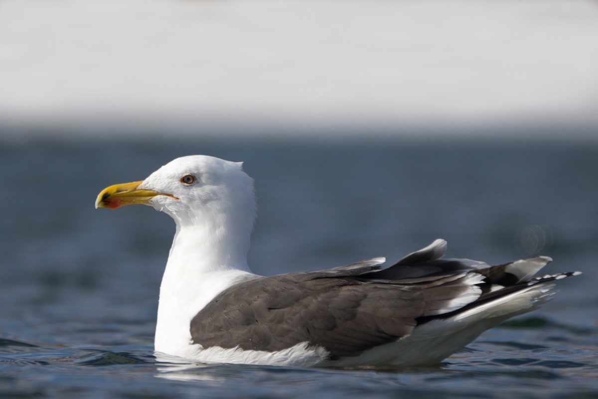 Great Black-backed Gull - Makail Johannesson