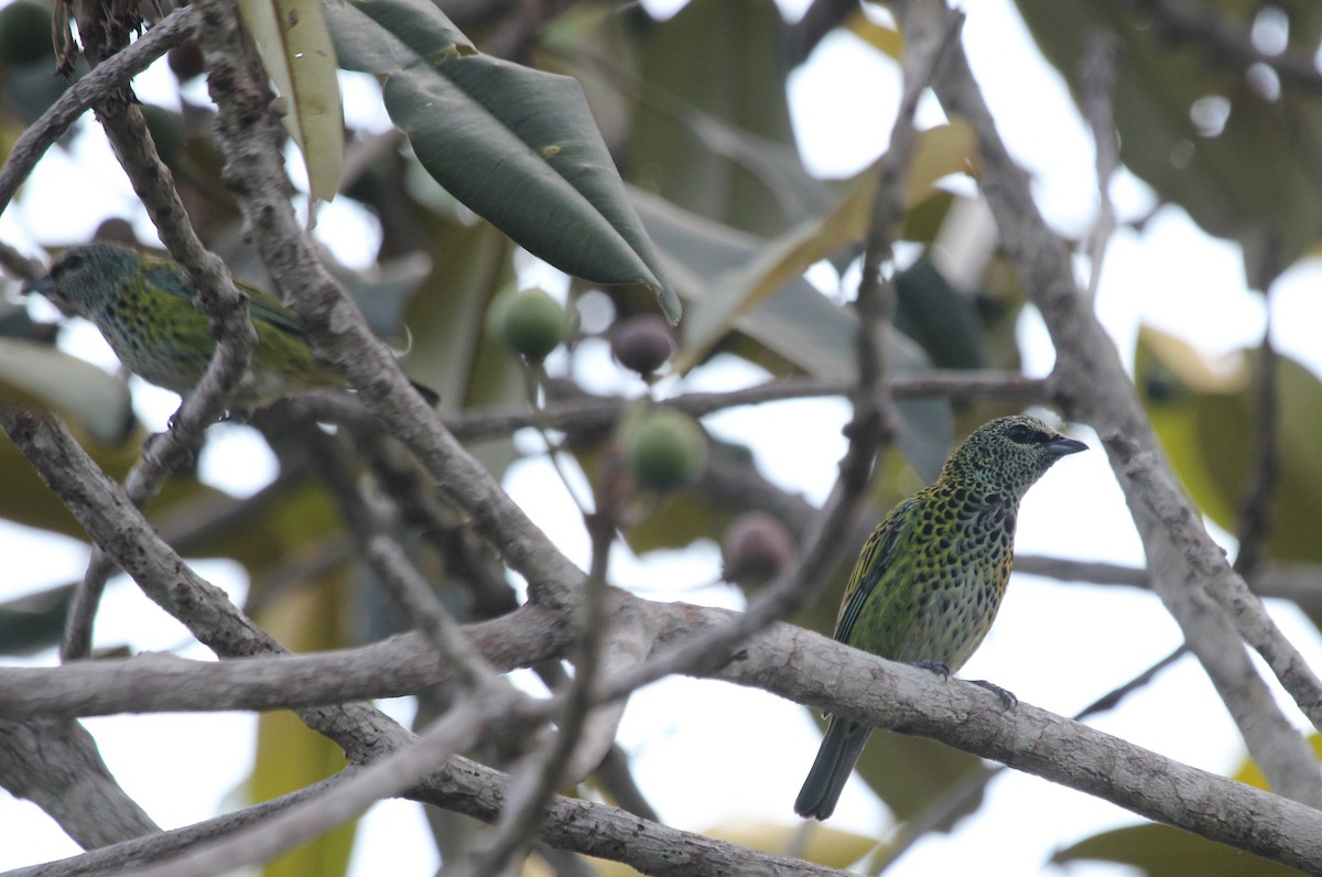 Spotted Tanager - ML41548241