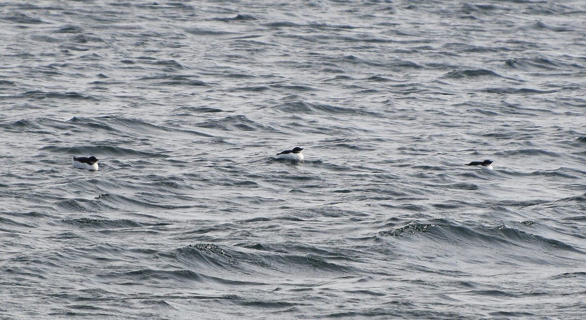 Thick-billed Murre - ML415483381