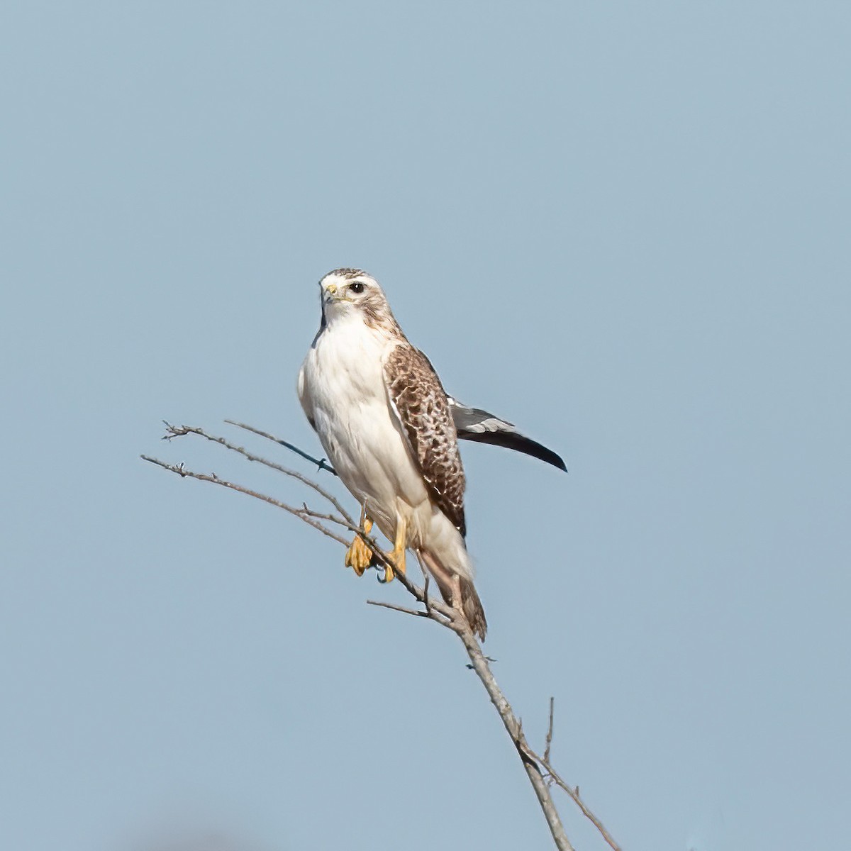 Red-tailed Hawk (fuertesi) - ML415488431