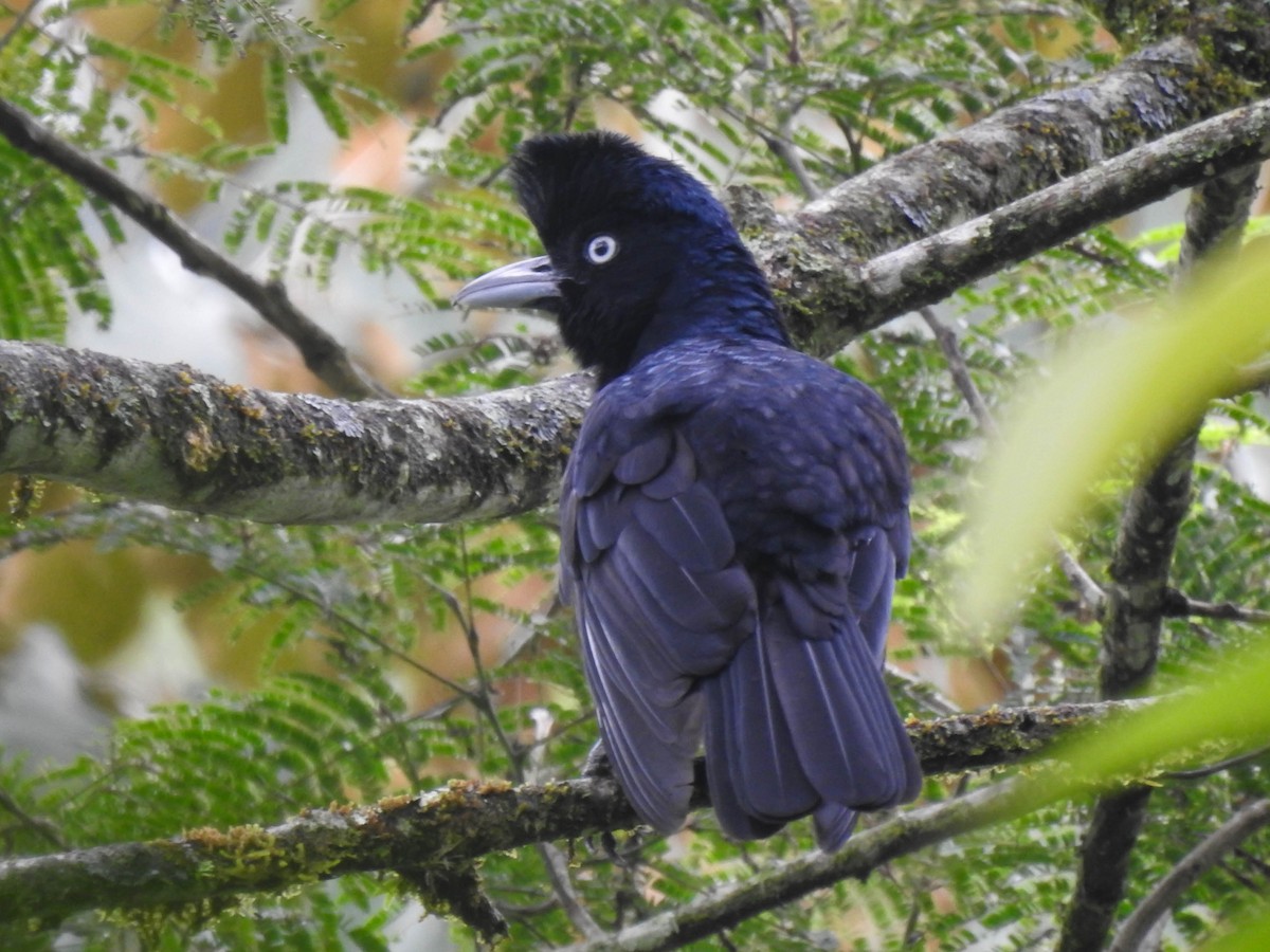 Amazonian Umbrellabird - ML415492891