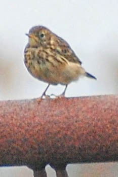 Meadow Pipit - ML415493291