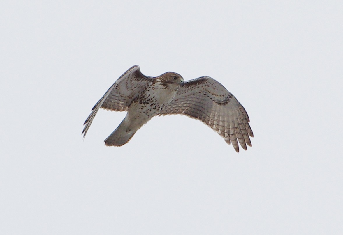 Red-tailed Hawk - ML415494571