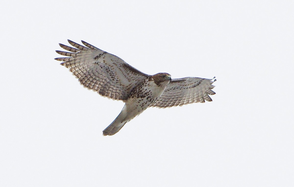 Red-tailed Hawk - ML415494651