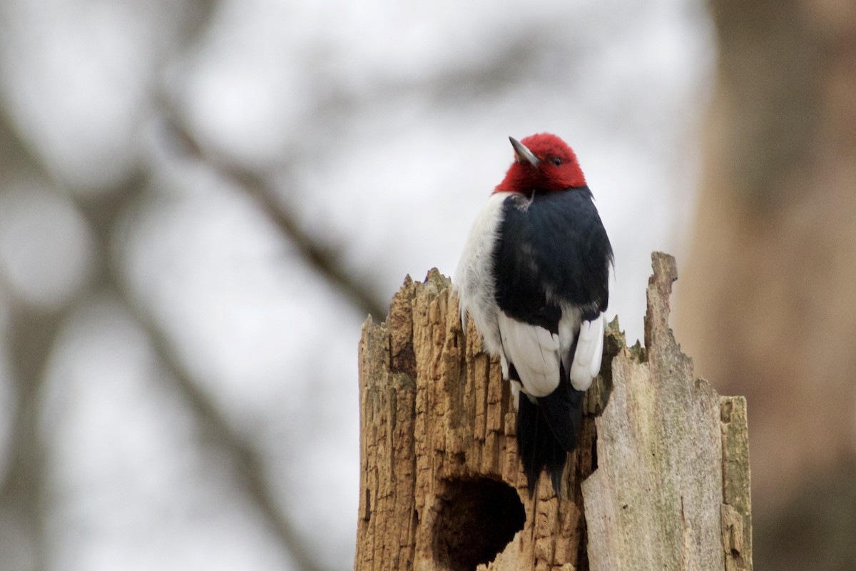 Red-headed Woodpecker - William Snyder