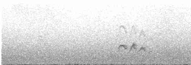 White-crested Elaenia - ML415497511