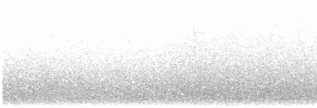 White-crested Elaenia - ML415497541
