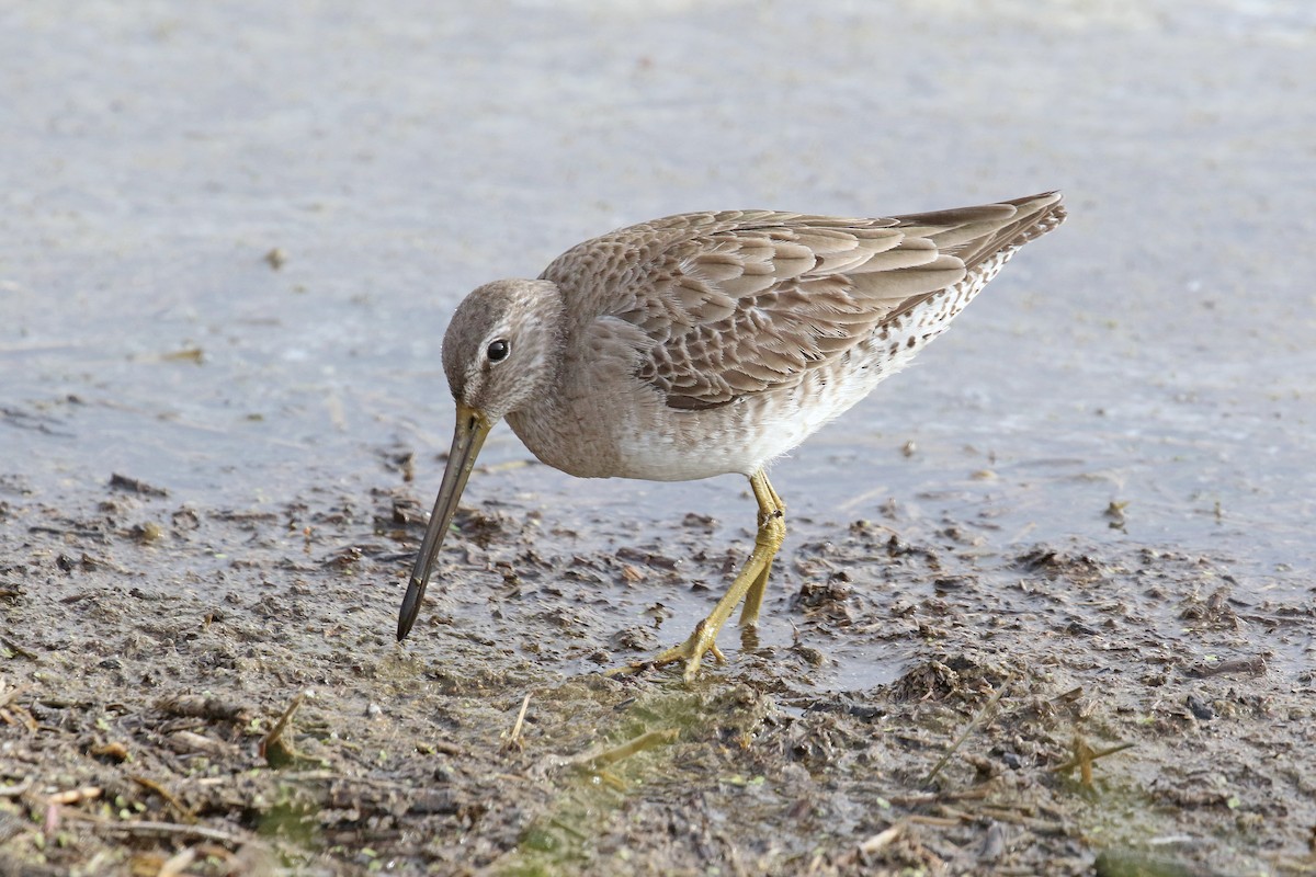 Long-billed Dowitcher - ML415498971
