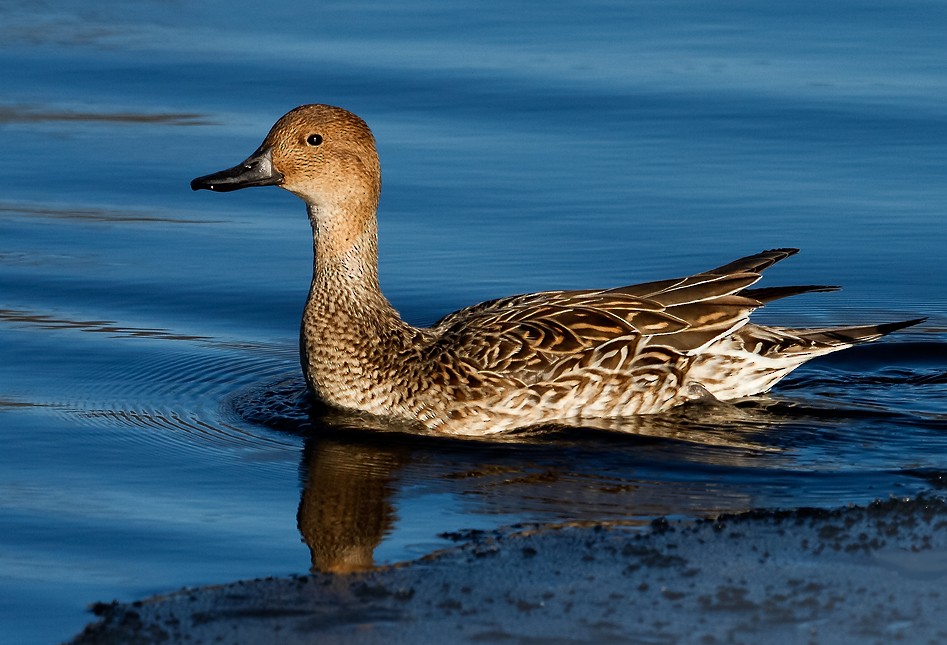 Northern Pintail - Anonymous