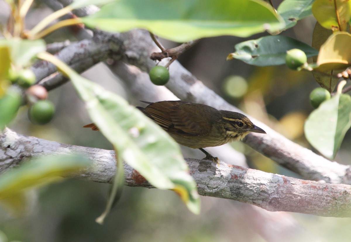 Rufous-tailed Foliage-gleaner - Alexander Lees