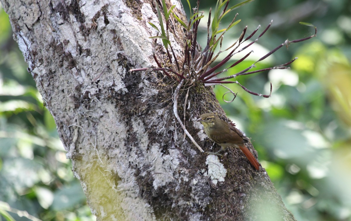 Rufous-tailed Foliage-gleaner - ML41550751