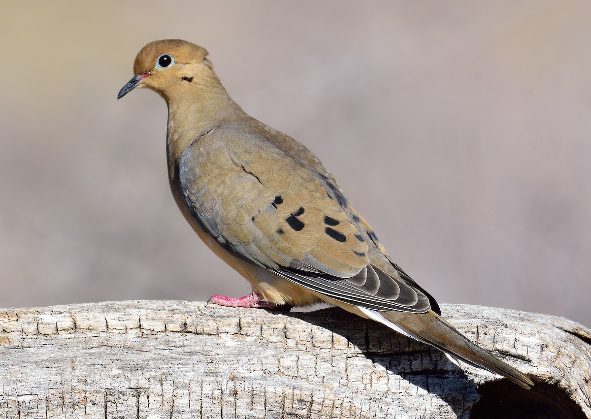 Mourning Dove - Ad Konings