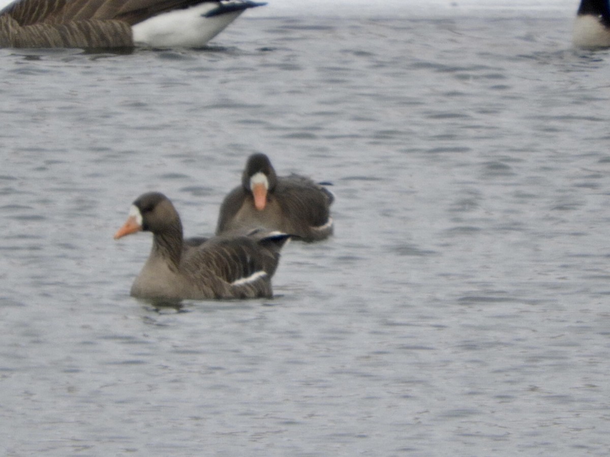 Greater White-fronted Goose - ML415516521