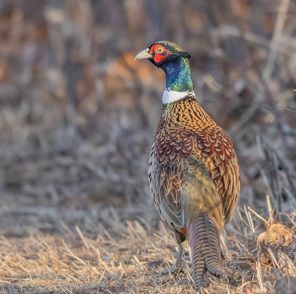 Ring-necked Pheasant - ML415520271