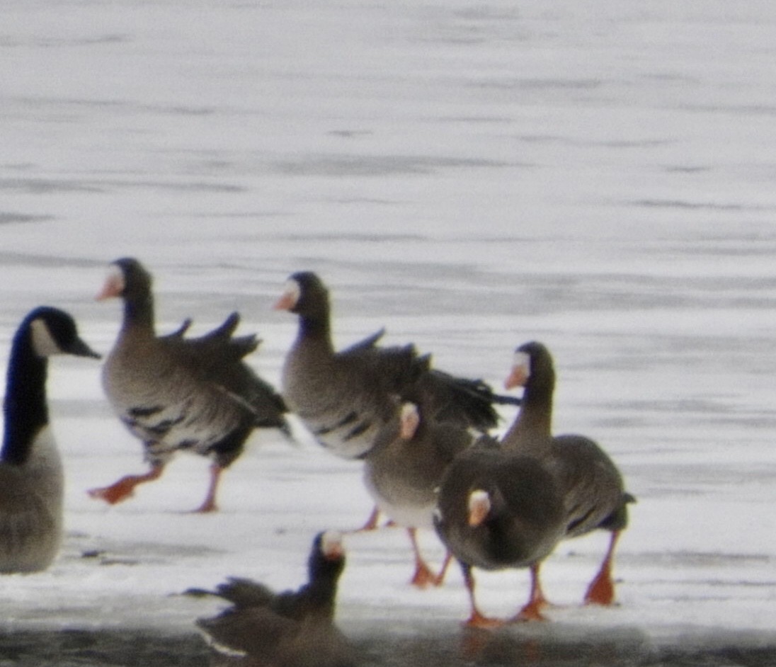 Greater White-fronted Goose - ML415521741