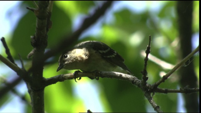 Bay-breasted Warbler - ML415522