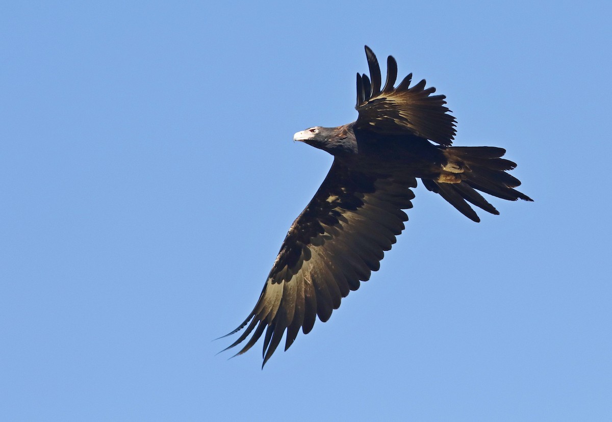 Wedge-tailed Eagle - Rufus Wareham