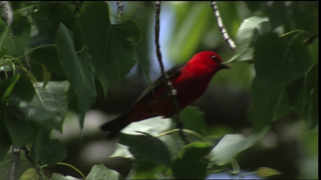 Scarlet Tanager - ML415532