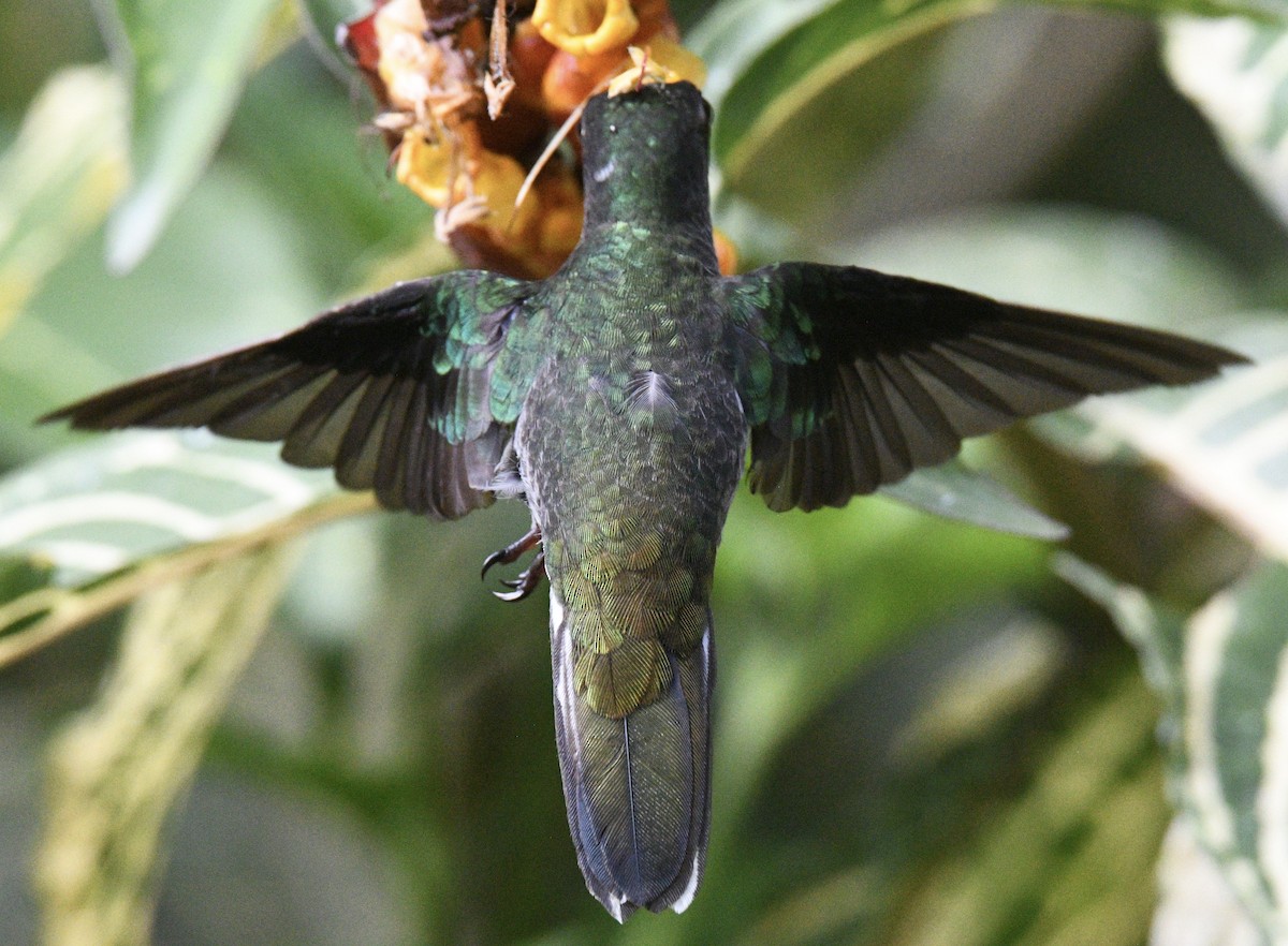 kolibřík zelenohřbetý - ML415536931