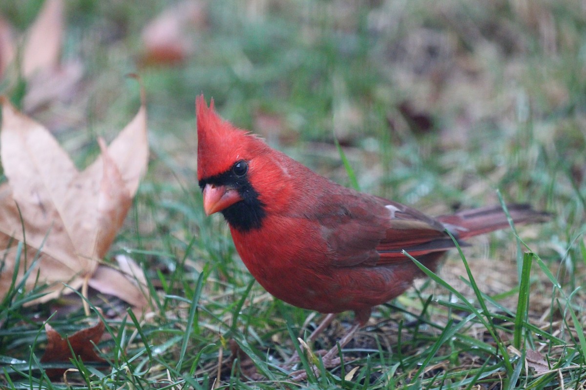 Northern Cardinal - Russell Allison