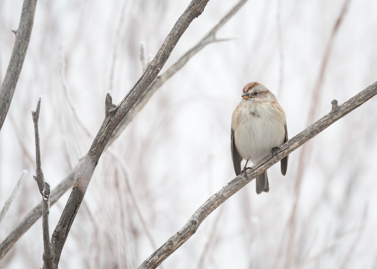 American Tree Sparrow - Darren Clark