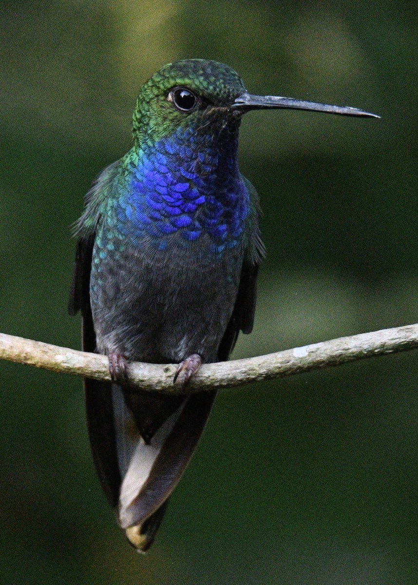 kolibřík zelenohřbetý - ML415548501