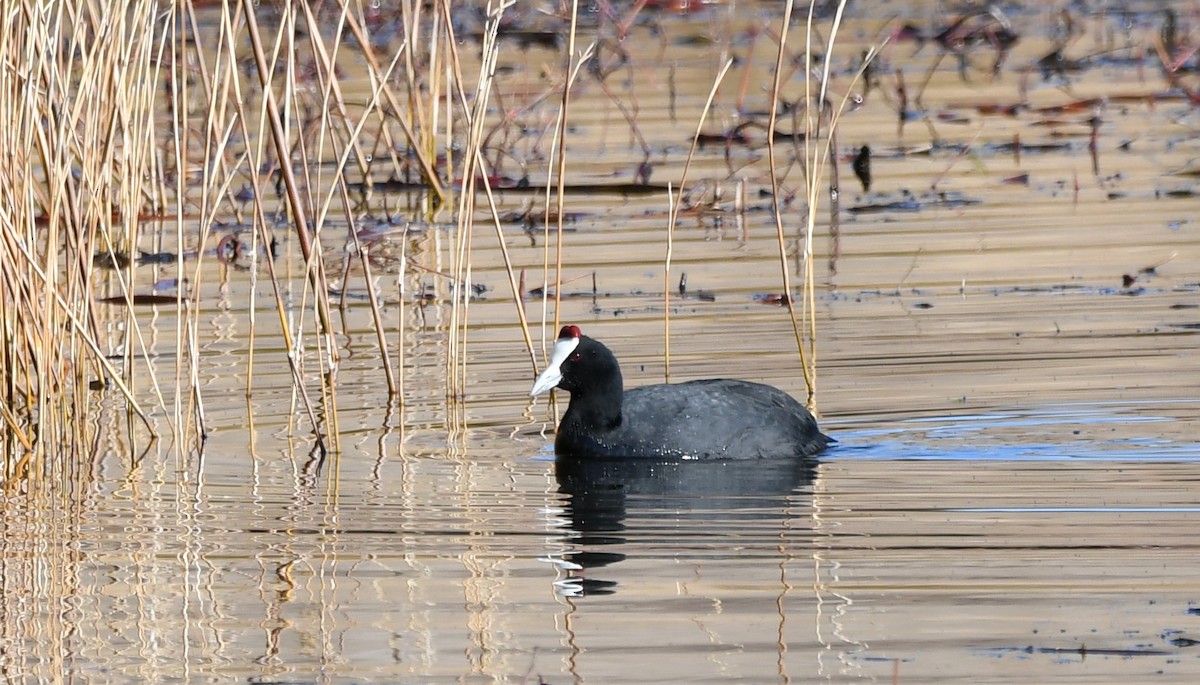 Red-knobbed Coot - ML415558711