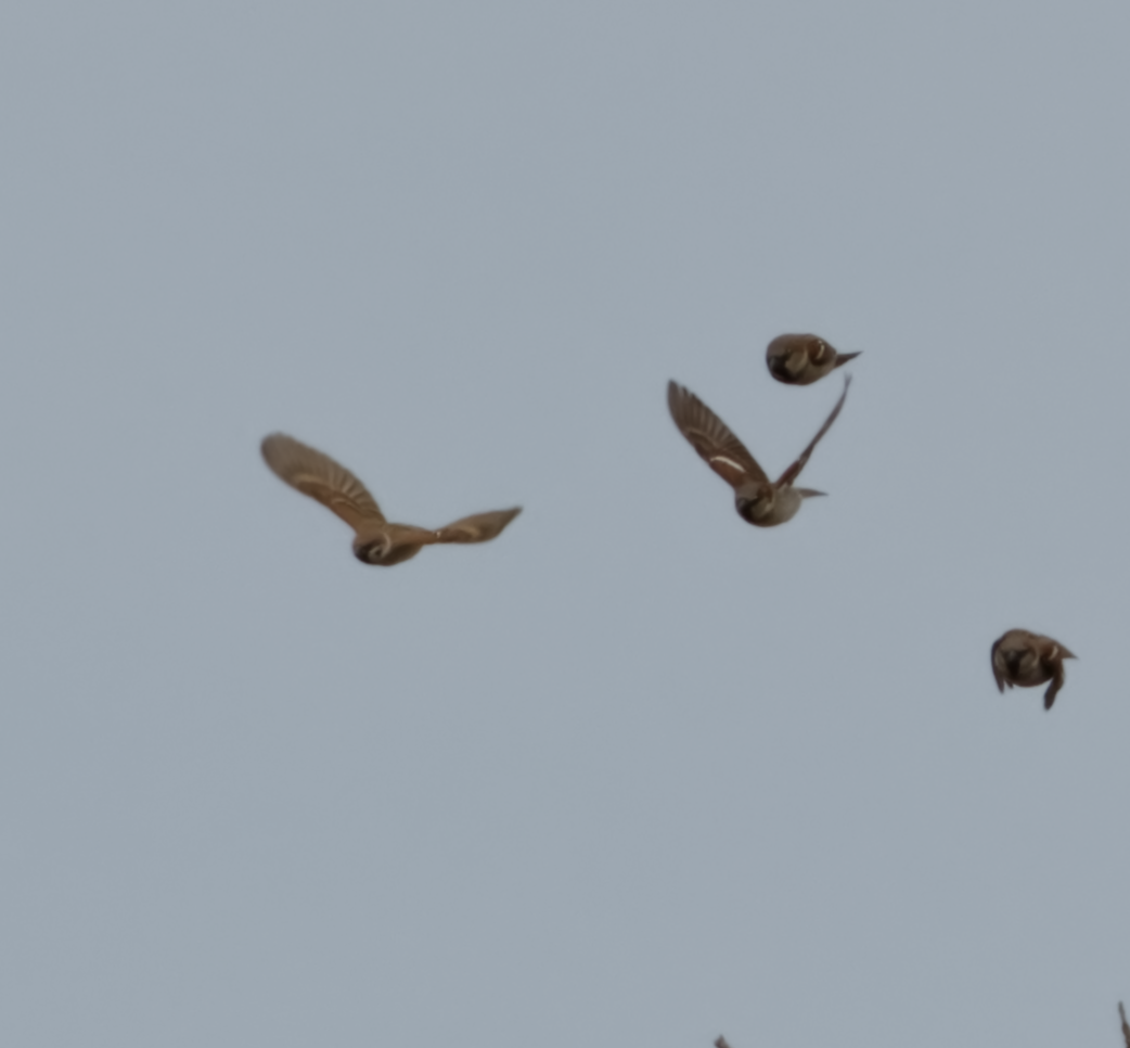 Eurasian Tree Sparrow - Tamalyn Block Wortham