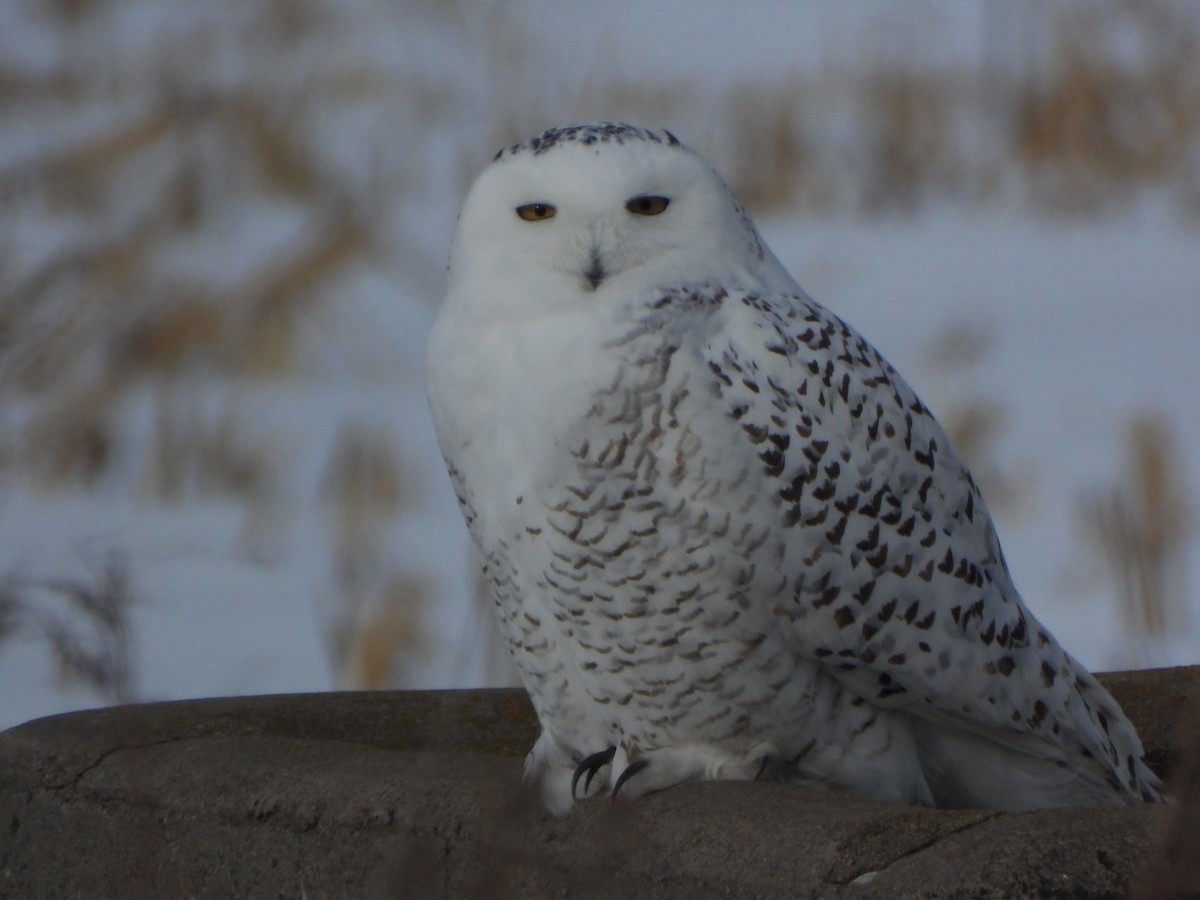 Snowy Owl - ML415572651