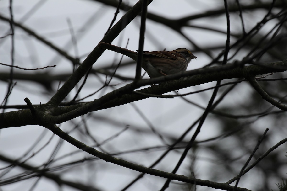 White-throated Sparrow - Russell Allison