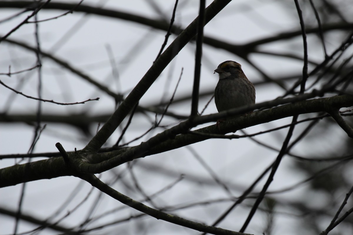 White-throated Sparrow - ML41558041