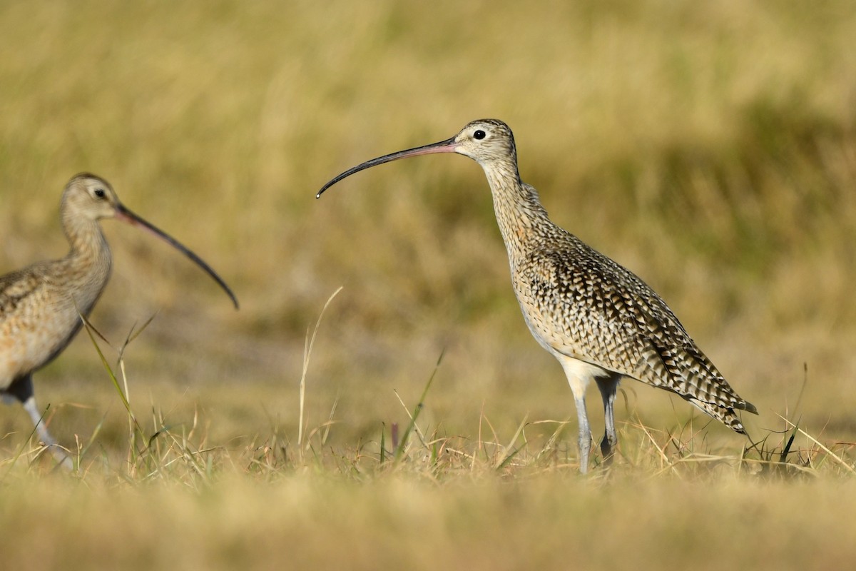Long-billed Curlew - ML415581331