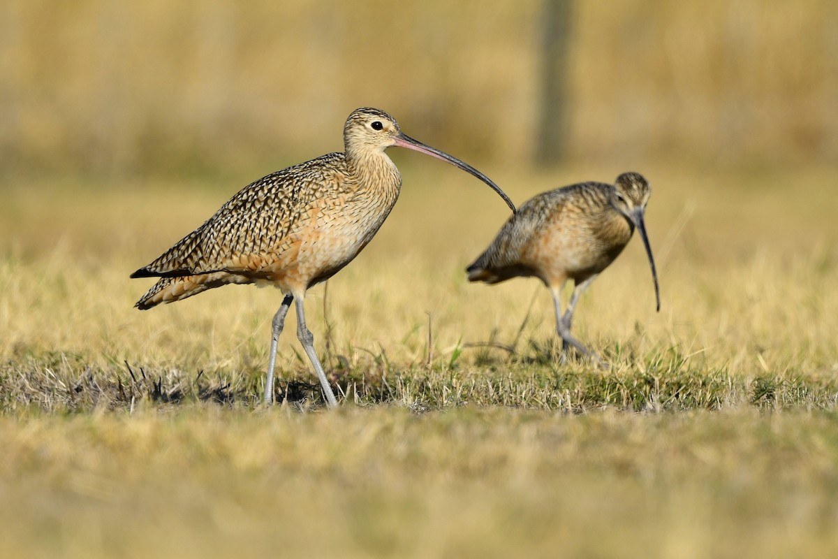 Long-billed Curlew - ML415581341