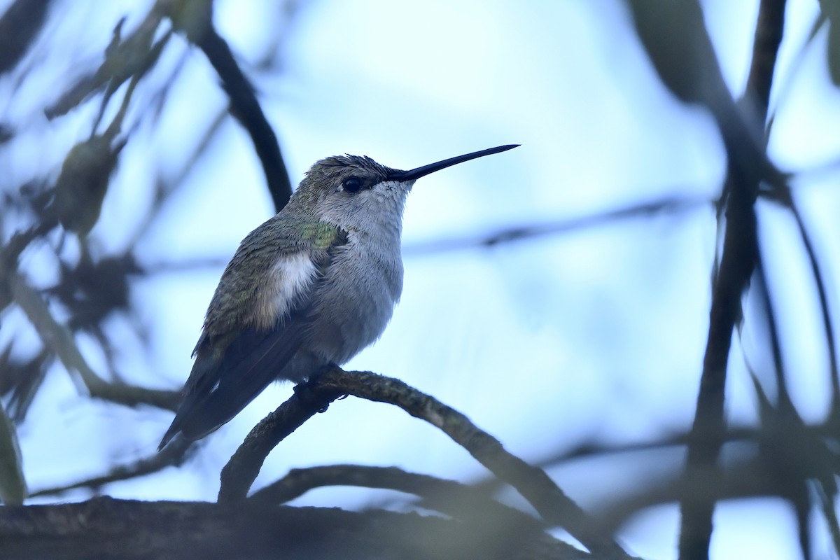 Black-chinned Hummingbird - ML415581861