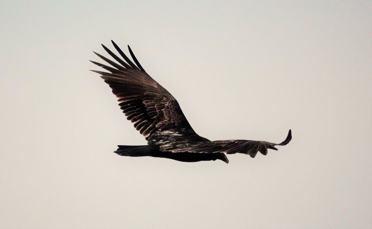Turkey Vulture - ML415582891
