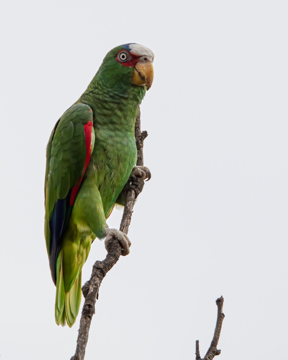 White-fronted Parrot - ML415584451