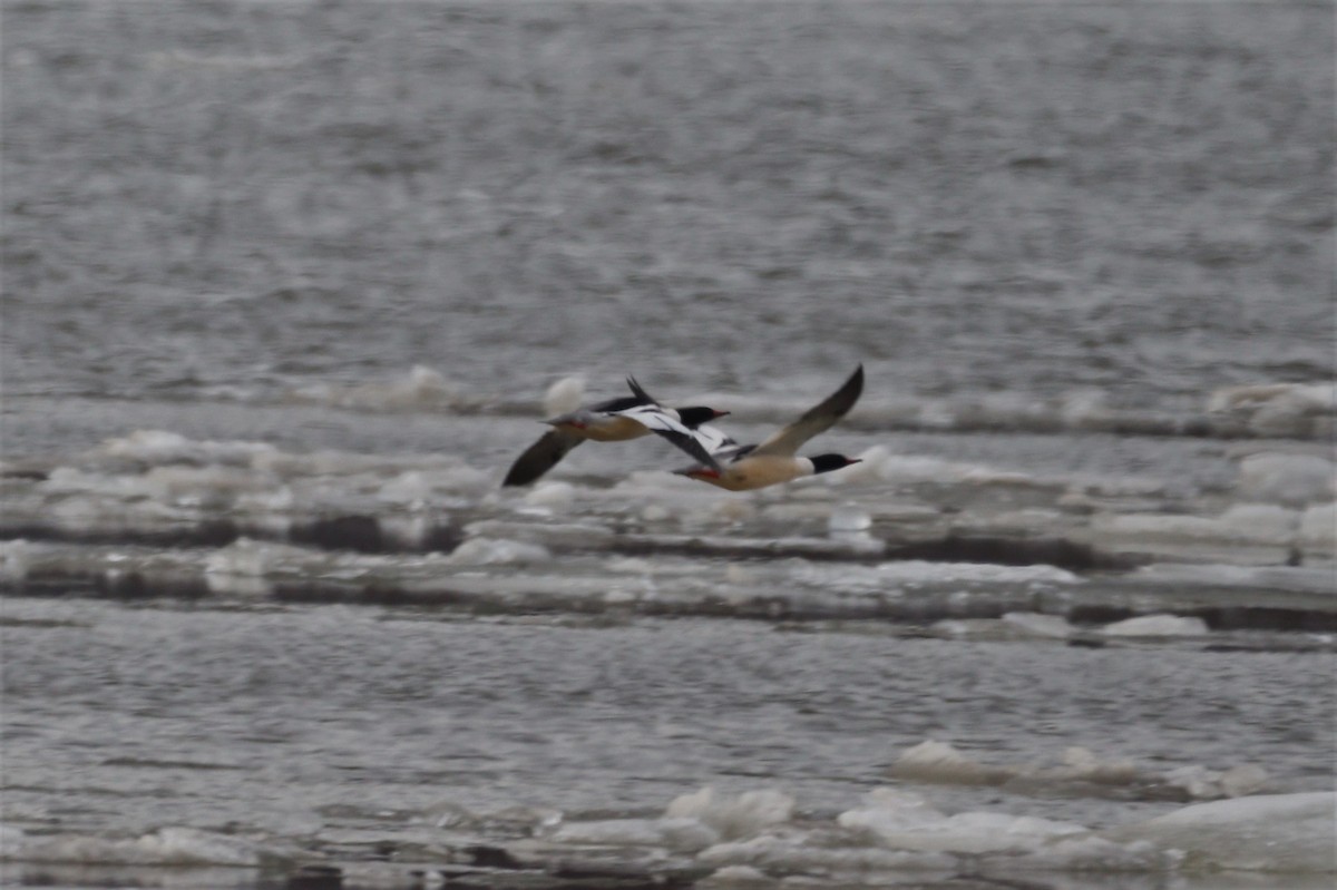 eBird Checklist 12 Feb 2022 Steamboat Riverfront Park, Verplanck