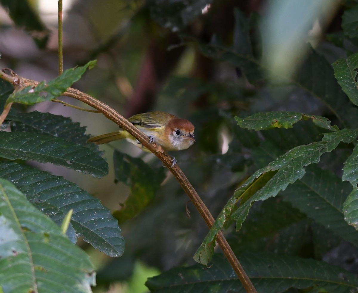 Rufous-naped Greenlet - ML415593591