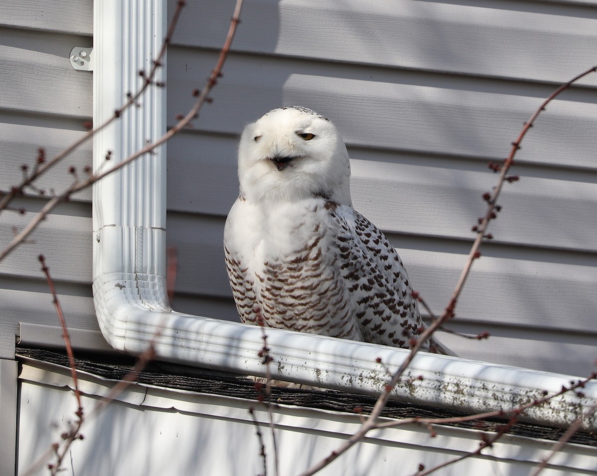 Snowy Owl - ML415593961