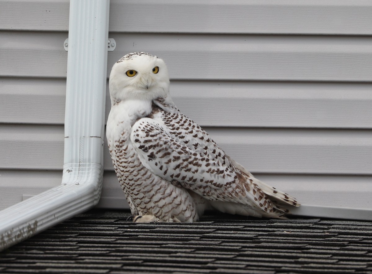 Snowy Owl - ML415593971