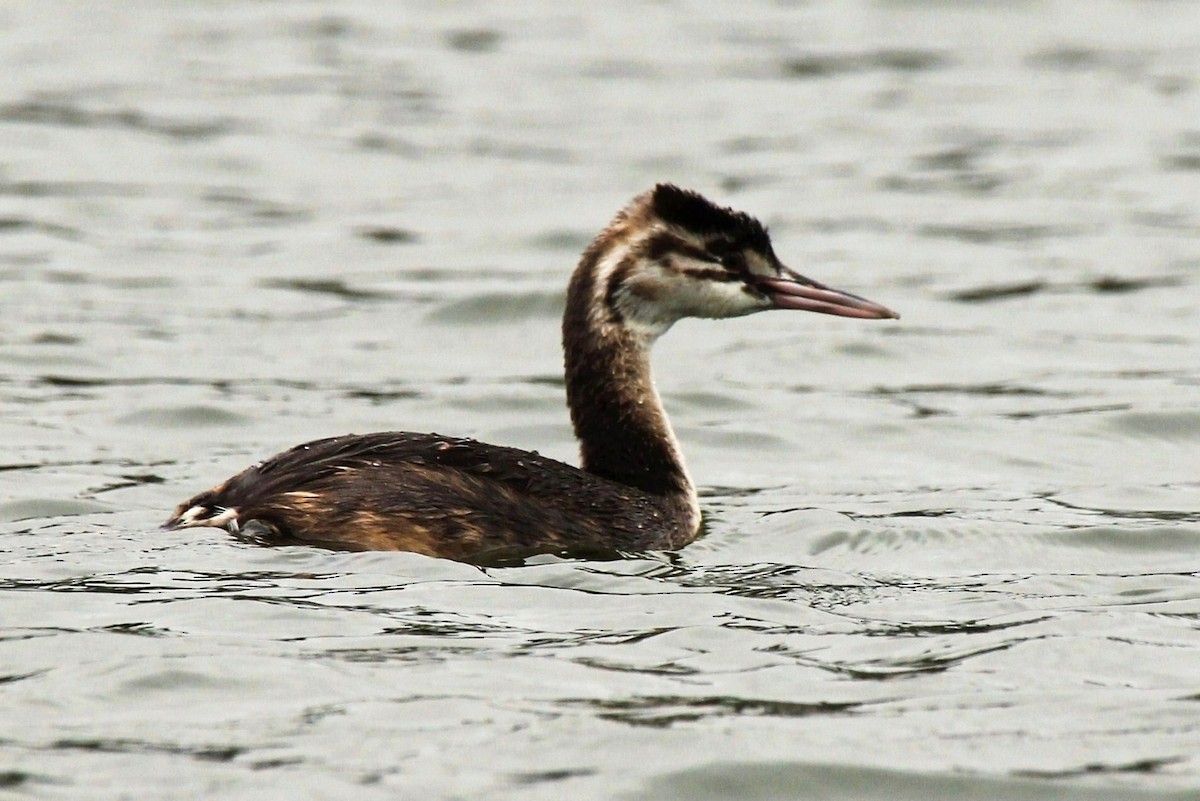 Great Crested Grebe - Paul Chapman