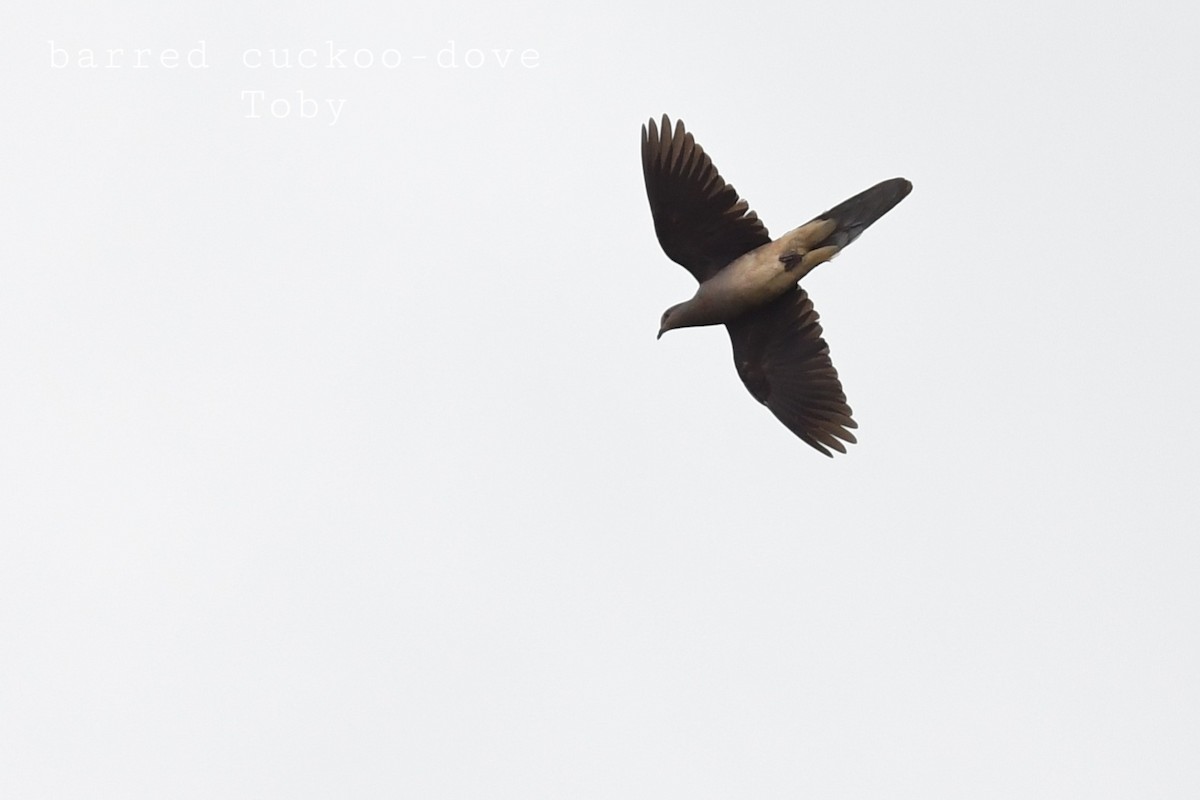 Barred Cuckoo-Dove - ML415595431
