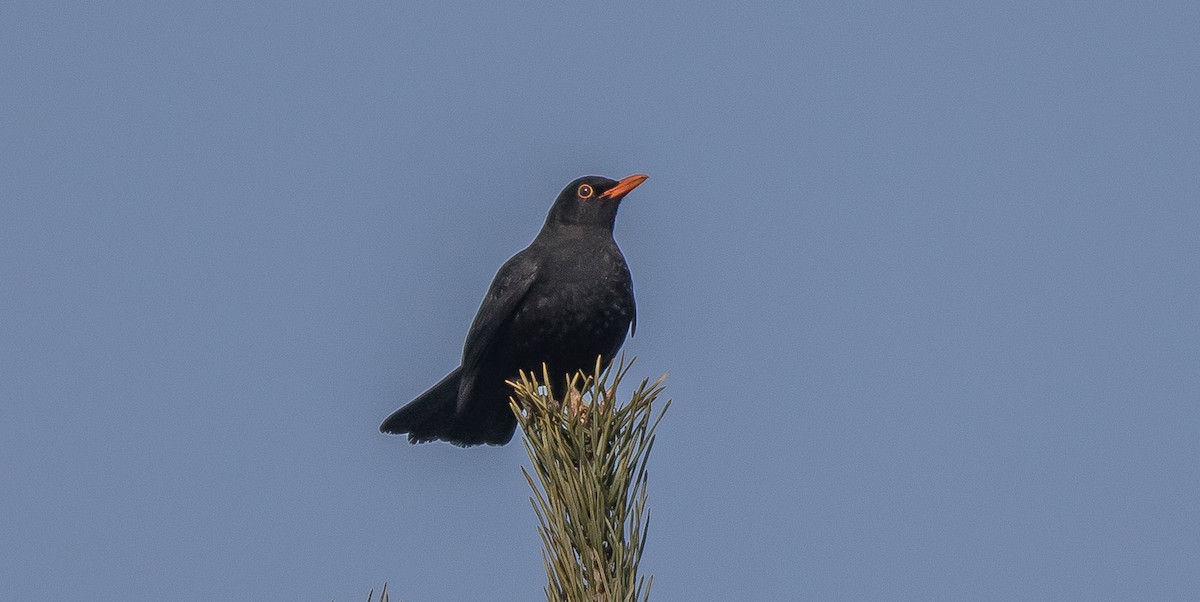 Eurasian Blackbird - ML415596401