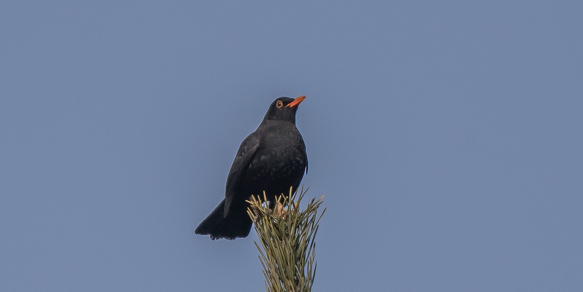 Eurasian Blackbird - ML415596421