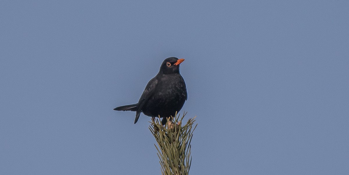 Eurasian Blackbird - ML415596451