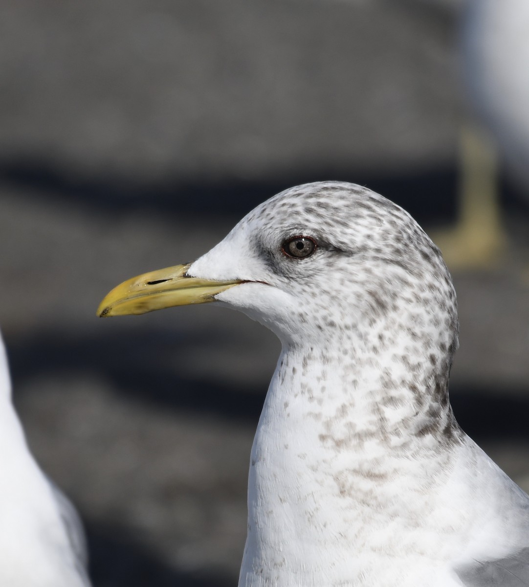 Common Gull (Kamchatka) - ML415597111