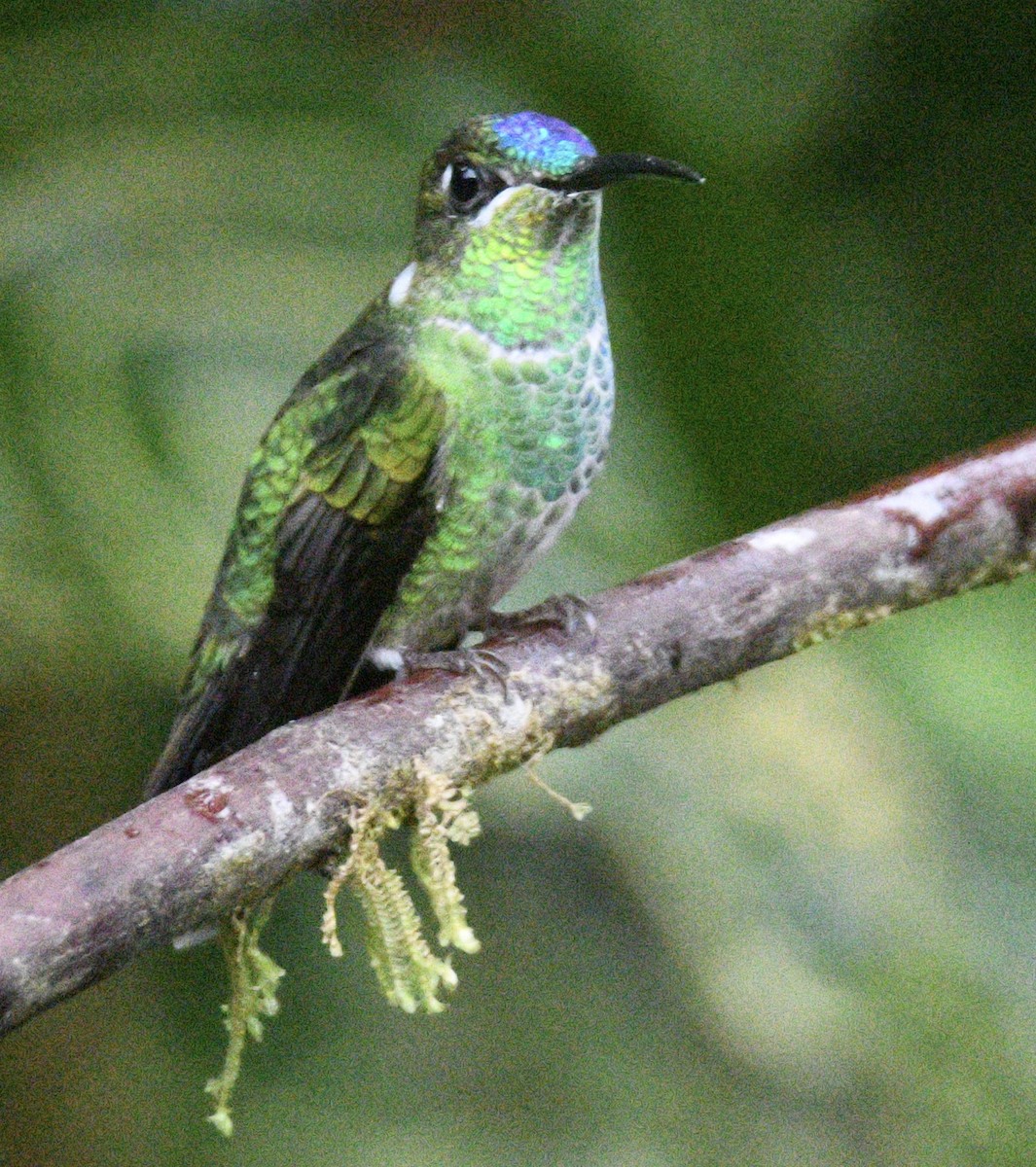 kolibřík zelenohřbetý - ML415597411