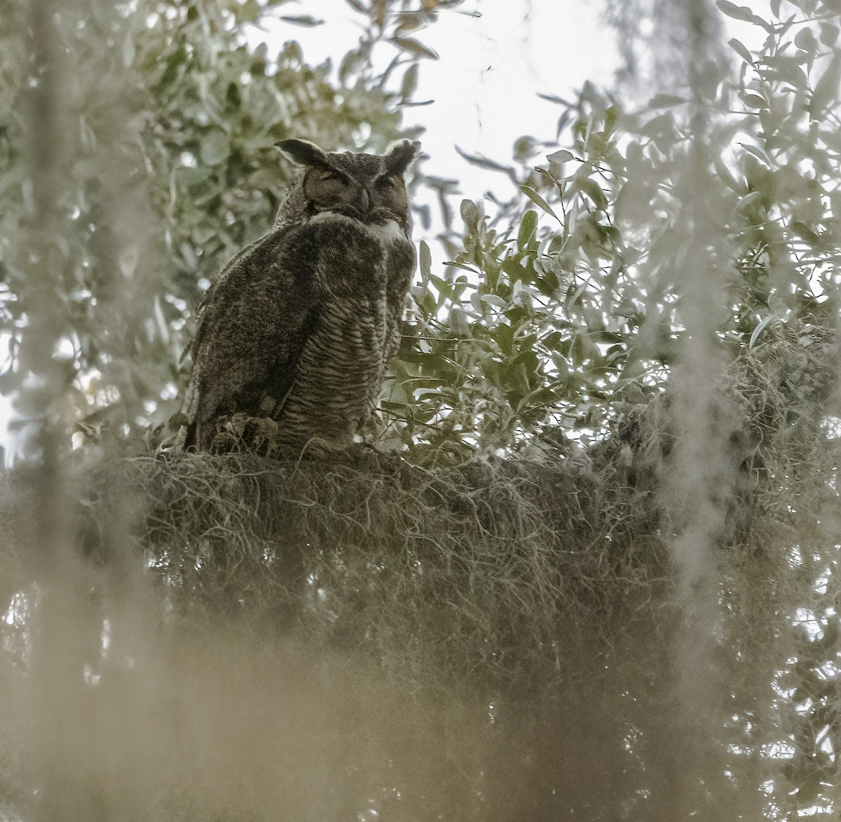 Great Horned Owl - ML415600731